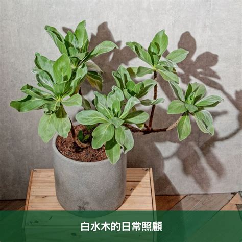 白水木 室內|白水木養護指南：輕鬆種植白水木的技巧 